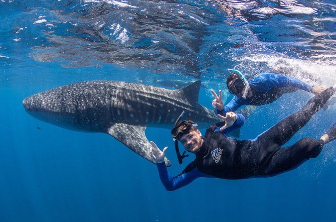Whale Shark Safari - Spotter plane searching: how the crew finds whale sharks
