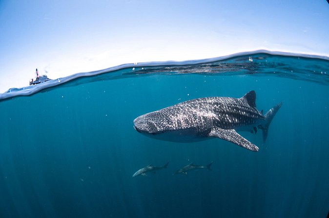 Whale Shark Safari - The swim itself: two groups of 10 and limited time in the water