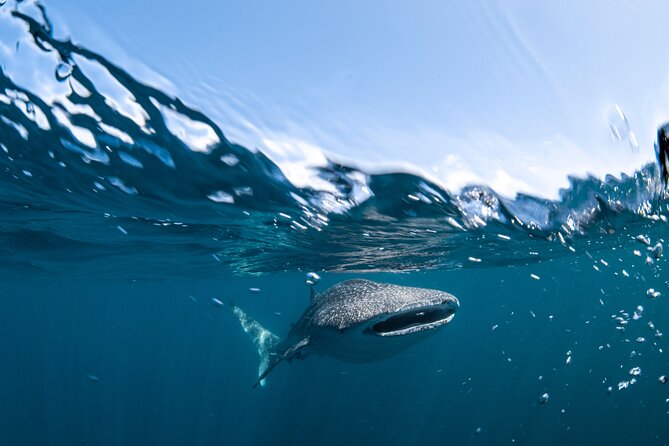 Whale Shark Safari - Meals, champagne, and the included photo package that actually help