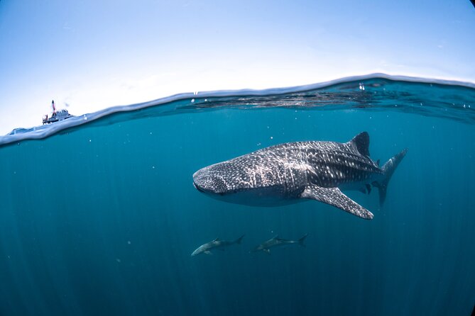 Whale Shark Safari - Price and value: $251 plus the DPaW fee to budget
