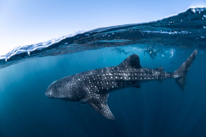 Whale Shark Safari - Who should book this whale shark safari (and who might skip it)