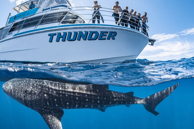 Whale Shark Safari - Reef snorkeling in the coral gardens: fish, coral, and marine life