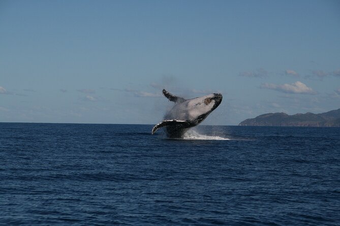 Whale Watching and Wildlife Cruise Townsville and Magnetic Island - Key Things I’d Highlight Before You Go