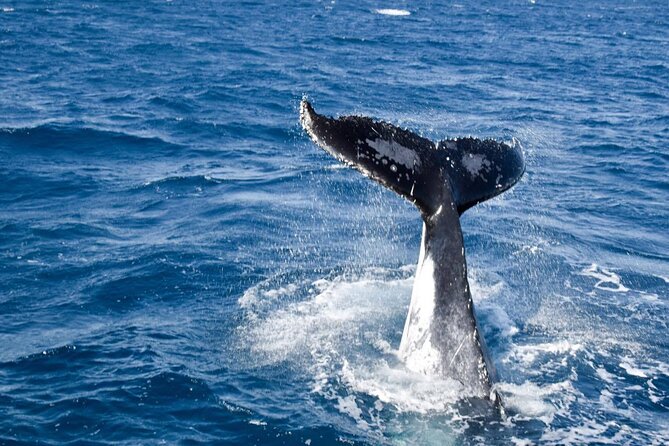 Whale Watching and Wildlife Cruise Townsville and Magnetic Island - Townsville to Magnetic Island: why this cruise makes sense