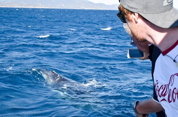 Whale Watching and Wildlife Cruise Townsville and Magnetic Island - The whale-watching part: how to enjoy the waiting