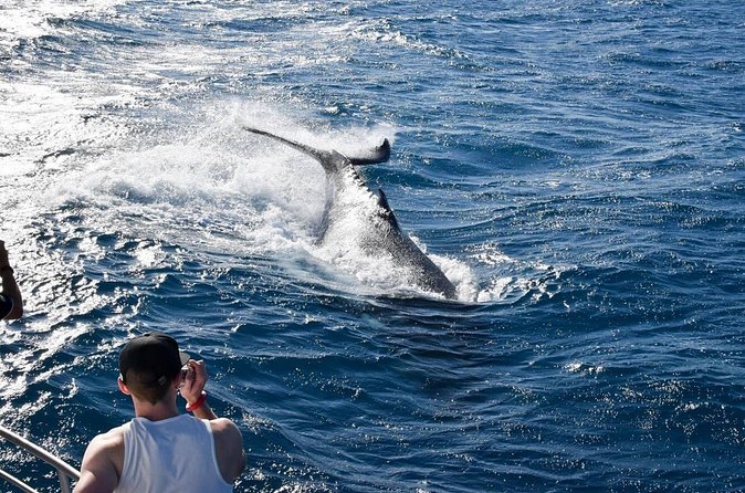 Whale Watching and Wildlife Cruise Townsville and Magnetic Island - What’s included on board: tea, a welcome drink, and real guidance