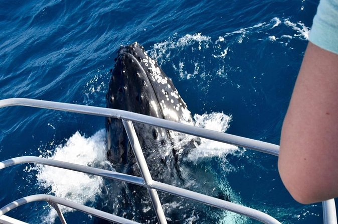 Whale Watching and Wildlife Cruise Townsville and Magnetic Island - Group size and the personal feel of a 40-person cap