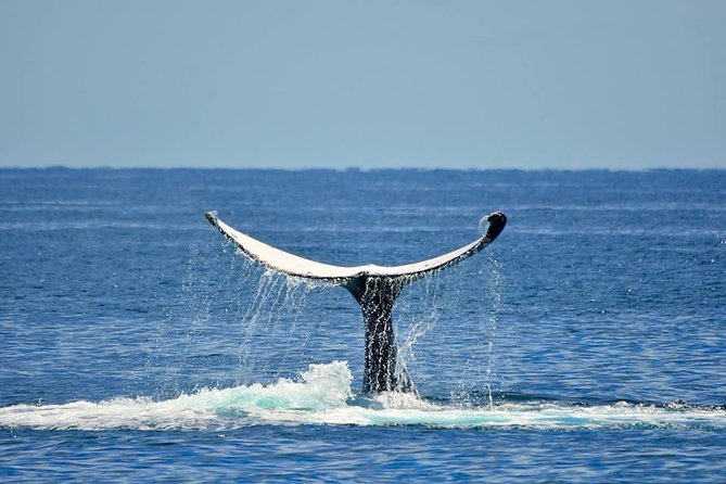 Whale Watching Busselton - Whale Watching Busselton in plain terms: what this trip is