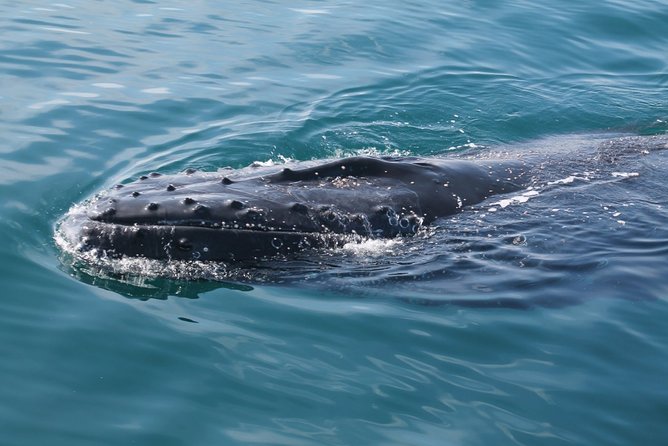 Whale Watching Busselton - What you learn from the marine biologist guide
