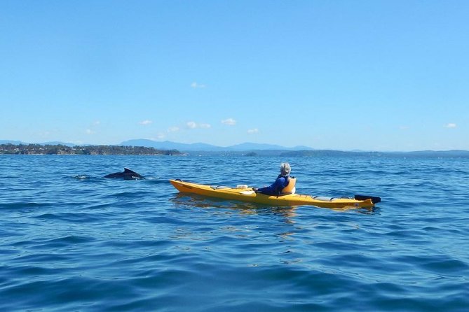 Whale Watching by Sea Kayak in Batemans Bay - Key reasons this kayak tour is worth your time