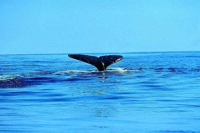 Whale Watching by Sea Kayak in Batemans Bay - Whale Watching from a Kayak: Why Batemans Bay Works
