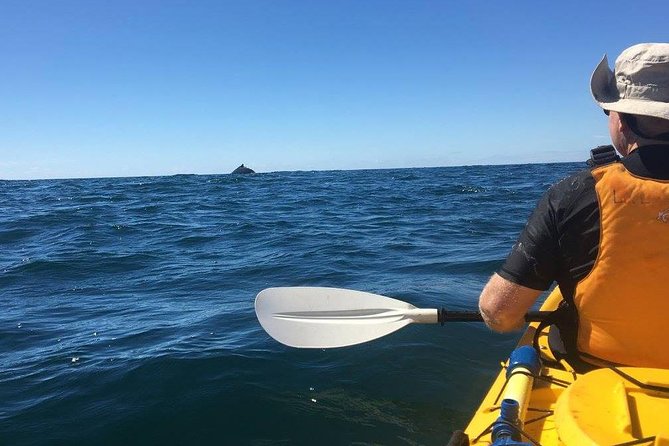 Whale Watching by Sea Kayak in Batemans Bay - What You’ll See: Humpbacks, Seals, Dolphins, and Birds