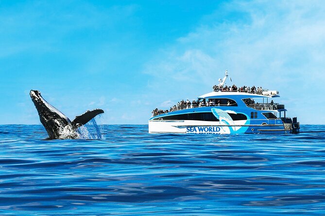Whale Watching by Sea World Cruises - The 2.5-Hour Cruise Plan: What You’ll Do From Dock to Return