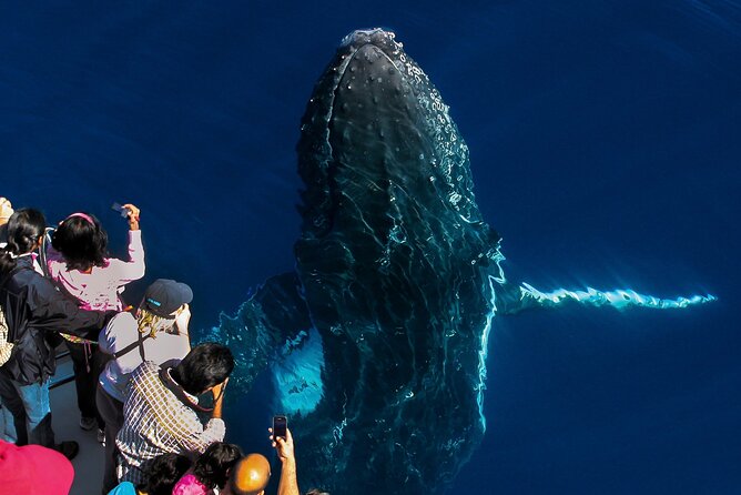 Whale Watching by Sea World Cruises - The 100% Whale Sighting Guarantee: What It Means for Your Day