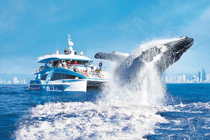 Whale Watching by Sea World Cruises - Spirit of Migaloo II: Comfort, Viewing Spots, and Onboard Tech