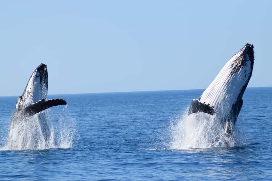 Whale Watching Cruise from Busselton, Augusta or Dunsborough - Where You Board: Augusta, Busselton, or Dunsborough