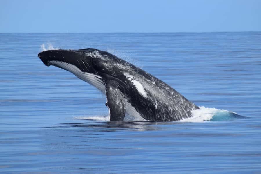 Whale Watching Cruise from Busselton, Augusta or Dunsborough - What You Can Actually See: Humpbacks and Other Species