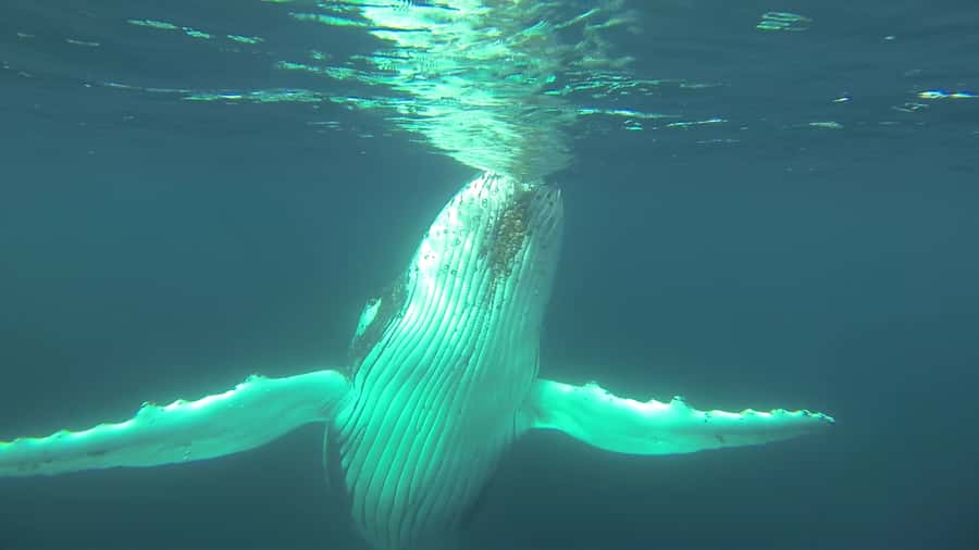 Whale Watching Cruise from Busselton, Augusta or Dunsborough - The Boat Matters: Stability, Two Levels, and Walk-Around Viewing
