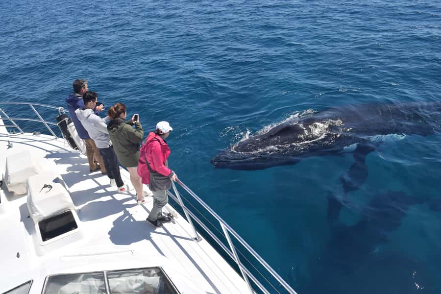 Whale Watching Cruise from Busselton, Augusta or Dunsborough - Your 150-Minute Plan on the Water