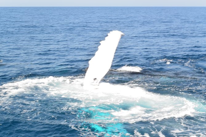 Whale Watching Cruise from Mooloolaba - What the 3 Hours Feels Like Afloat