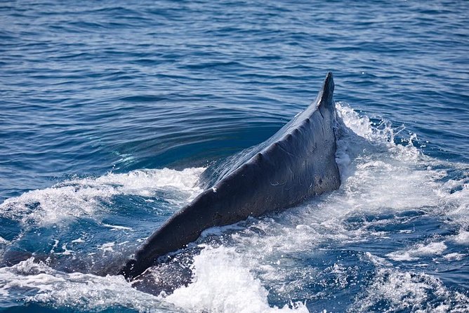 Whale Watching Cruise from Mooloolaba - Humpback Whale Watching: How to Spot Action Fast