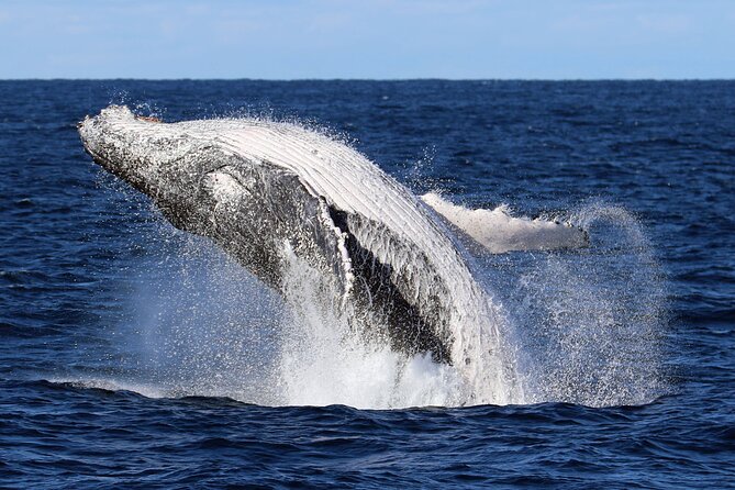 Whale Watching Cruise in New South Wales - Key highlights I’d plan around