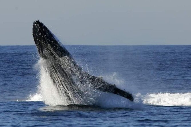 Whale Watching Cruise in New South Wales - Where you start in Shell Cove and how the cruise day flows
