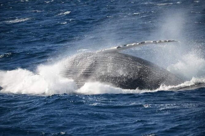 Whale Watching Cruise in New South Wales - Price and value: is $56.66 worth it?