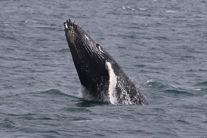 Whale Watching Cruise in New South Wales - Northern vs Southern humpback migration: your viewing odds