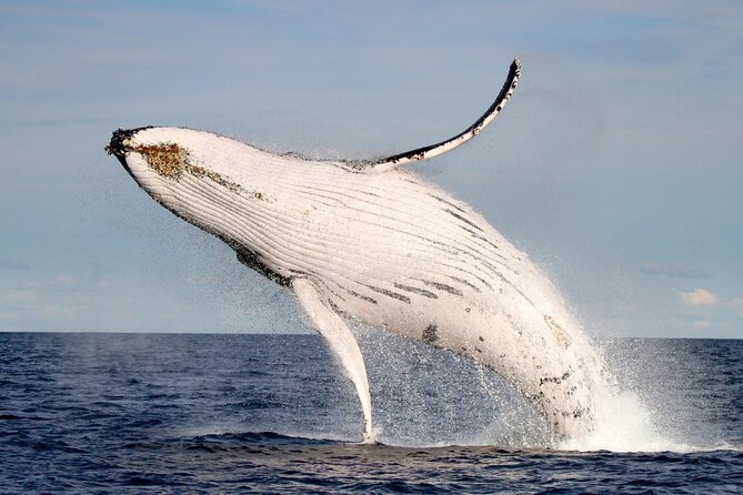 Whale Watching Discovery Tour from Lake Macquarie - Key things I’d circle before you book