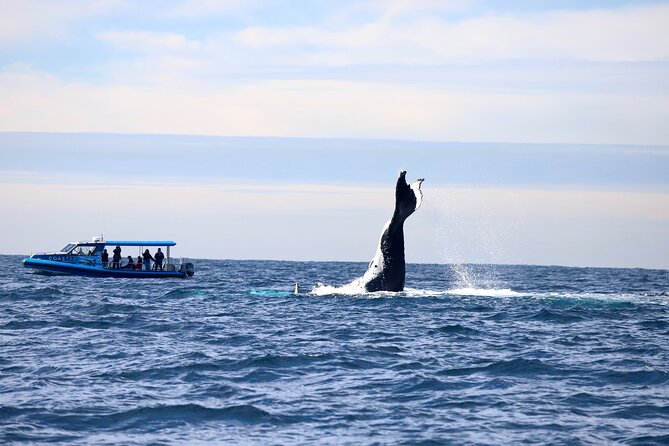 Whale Watching Discovery Tour from Lake Macquarie - Why humpbacks off Lake Macquarie feel different