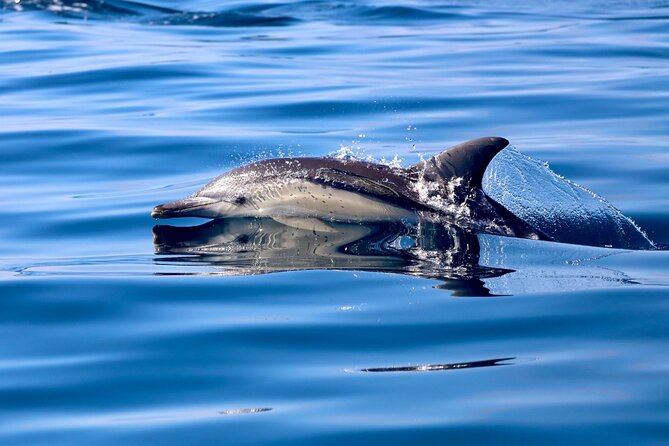 Whale Watching Discovery Tour from Lake Macquarie - When you spot whales: watching behavior, not just bodies