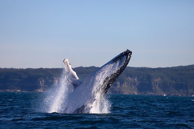 Whale Watching Discovery Tour from Lake Macquarie - Price and value: is $89.66 a fair deal?