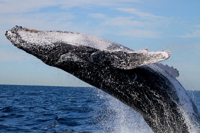 Whale Watching Discovery Tour from Lake Macquarie - Weather reality: what to expect if conditions aren’t ideal