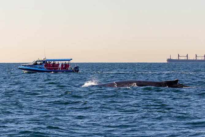 Whale Watching Discovery Tour from Lake Macquarie - Getting comfortable on Hydro: gear, space, and real safety