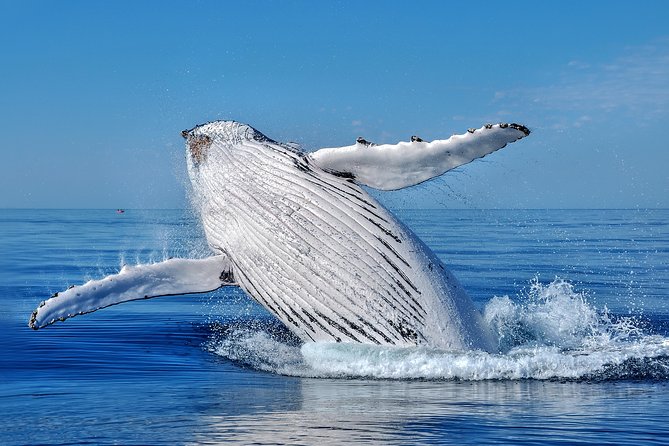 Whale Watching Dunsborough - Key things to know before you book Whale Watching Dunsborough