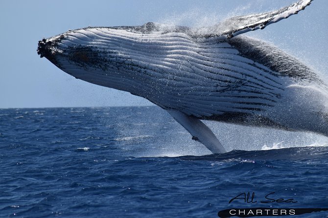 Whale Watching Dunsborough - Why whale watching from Dunsborough and Geographe Bay feels so focused