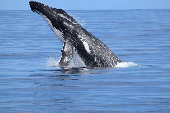 Whale Watching Dunsborough - Your itinerary, step by step: what happens after you leave Dunsborough