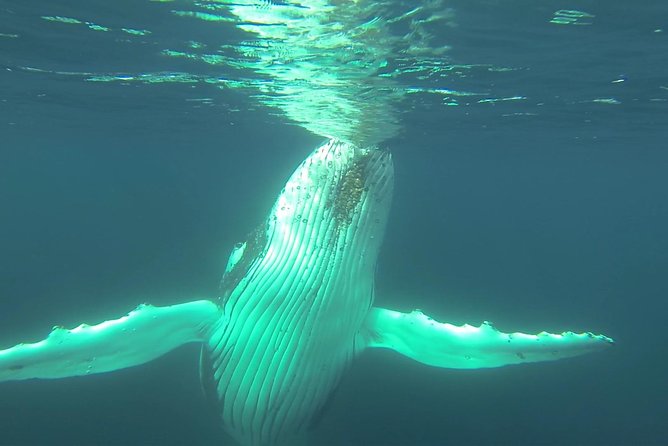 Whale Watching Dunsborough - Timing matters: picking the 9:45 am vs 1:15 pm departure