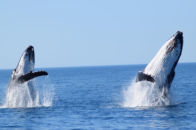 Whale Watching Dunsborough - What you’re likely to spot: humpbacks, blue whales, calves, and southern right whales