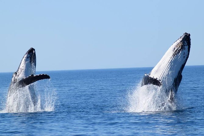 Whale Watching from Augusta in Western Australia - Key Things I’d Watch for on This Augusta Whale Cruise