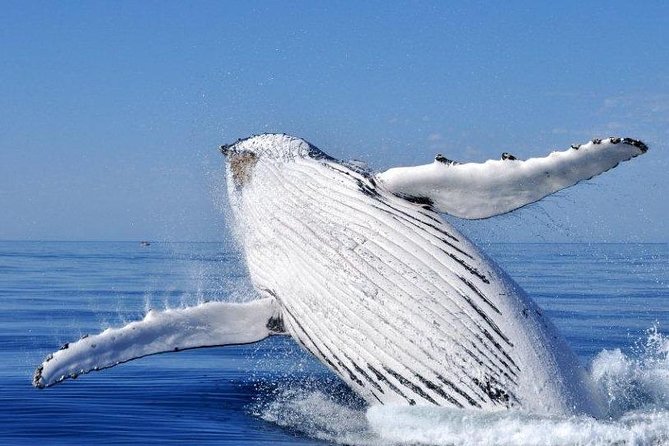 Whale Watching from Augusta in Western Australia - On the Water From Augusta Boat Harbour: A 2-Hour Plan That Works