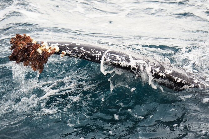 Whale Watching from Augusta in Western Australia - What’s Included Onboard: Small Comforts That Add Up