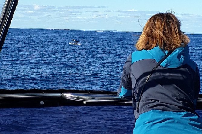 Whale Watching from Augusta in Western Australia - Timing, Booking, and Weather: The Real Rules of Whale Watching