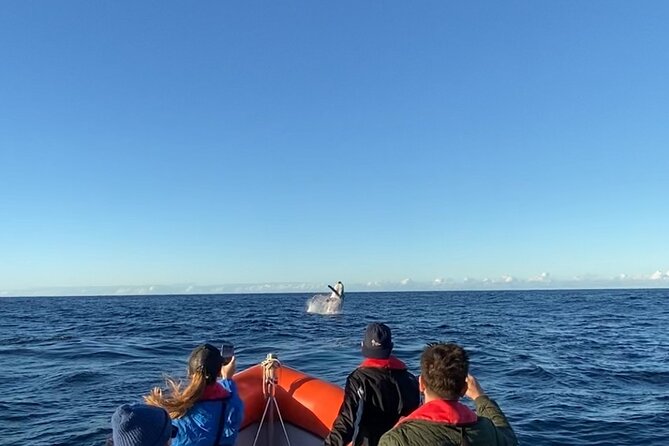 Whale Watching Gold Coast - Key highlights worth booking for