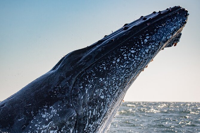 Whale Watching Gold Coast - Entering the right mindset: eye-level viewing changes everything