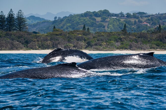 Whale Watching Gold Coast - Skipper and crew local expertise, not random searching