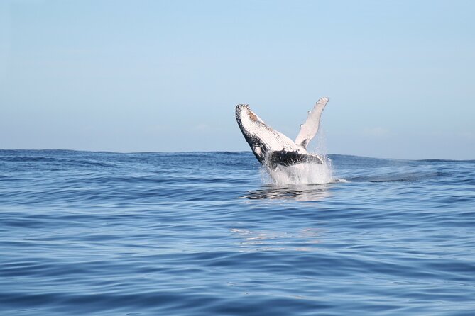 Whale Watching Gold Coast - Price and value: what $63 buys you on the water