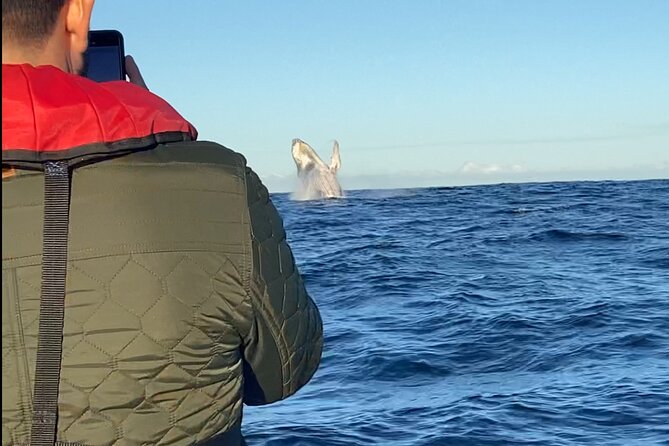 Whale Watching Gold Coast - Your 2.5-hour morning flow (and why the timing helps)