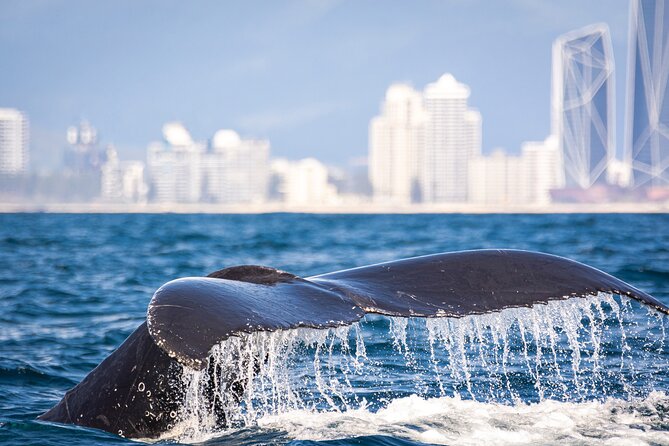 Whale Watching Gold Coast - Practical details you’ll want to plan for